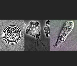 A visual representation of the different developmental stages of a human embryo from conception to implantation